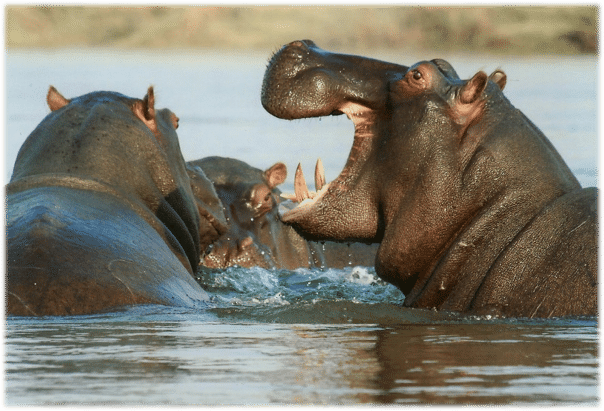 Wild Animals Site Pic