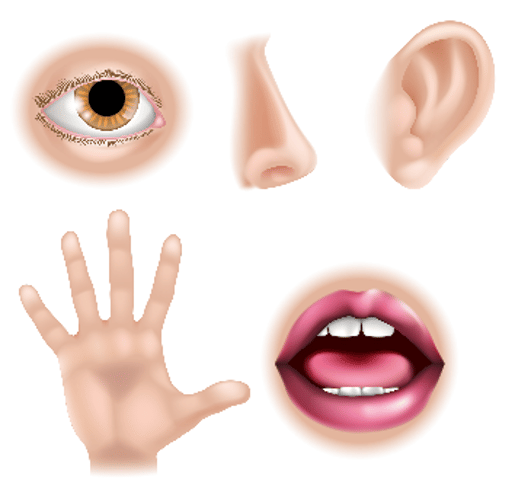 The Five Senses Site Pic