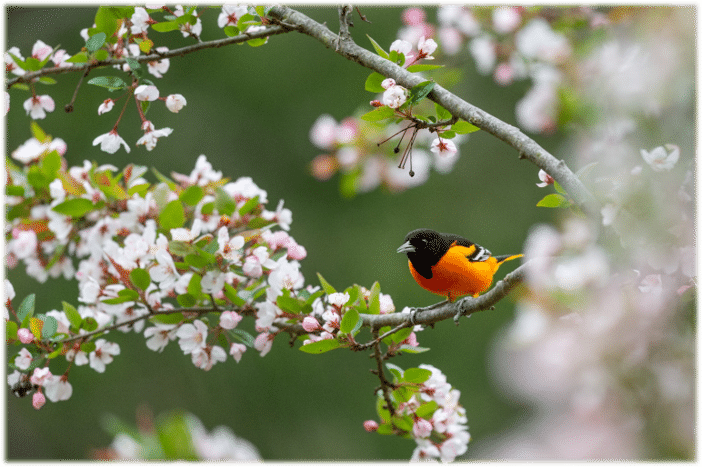 Spring has Arrived Site Pic