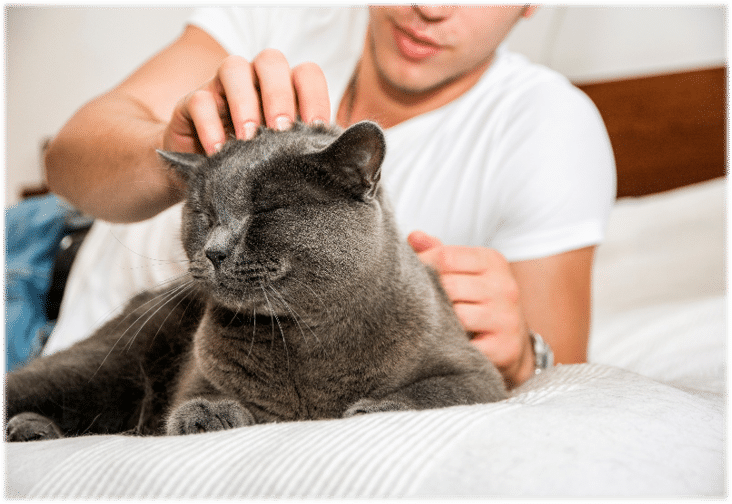 Having a Pet